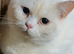 Beautiful Pure British Shorthair WHITE Odd Eyes Male