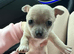 Boy chihuahua
