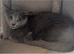 Russian blue female in need new home