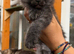 GCCF Fully Registered Maine Coon Kittens – Ready October