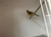 Razzer cock canary