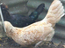 Pair of polish chickens