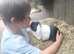 mini lop boys available