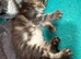 Persian cross mainecoon kitten