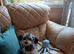 Chorke puppy .