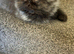 Registered pedigree Persian