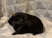 Single baby boy guinea pig
