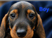 Standard wirehaired dachshund