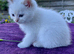 Golden Colourpoint Kittens in Tamworth