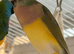 Gouildian finch female available young