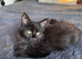 Female fluffy black kitten