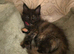 Rehomeing of main coon