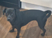 1 famale patterdale