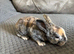 5 Lop cross Rex Babies