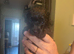 Female toy poodle