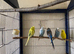 5 Budgies for sale
