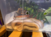 African house snake