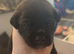 8 beautiful staff/lab cross puppies