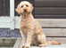 Stud Dog Available - Meet Teddy the Cockapoo!