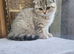 Scottish fold Girl