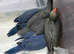 handreared baby ringnecks