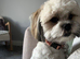 Lhasa Apso Girl (13 months)