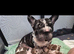 Velvet big rope Kc registered girl