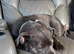 Beautiful blue staffy