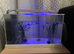 Fish for sale with tank and live plants