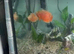 2 high quality Oscar’s around 6/7 inches- 50pound the pair
