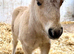 Miniature Shetland Colt