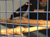 Breeding pair of hill mynah for sale