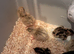 Jumbo Quail Chicks for Sale