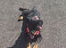 Rottweiler puppy 7 months