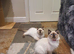 Beautiful GCCF Registered Ragdoll Kittens.