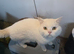 British shorthair champions bloodline