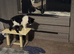 Male cat