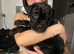 One beautiful puppy for sale