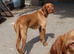 3/4 BRED WIREHAIRED HUNGARIAN VIZSLAS ..