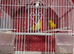 Male and female with cage for sell