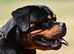 TRULY BRUTAL ROTTWEILER FEMALE FOR SALE