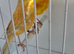 BEAUTIFUL PAIR OF YELLOW SATINET X YELLOW ISABEL
