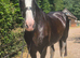 MELODIE 18.2HH SUCCESSFUL SHIRE MARE
