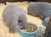 Mixed lop rabbits for sale