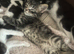 Kitten’s