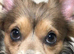 Pomchi puppies.