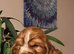 Kc registered show cocker