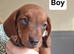 Beautiful miniature dachshunds