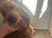 Show cocker spaniel