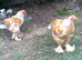 Handsome Lemon Pyle Brahma roosters